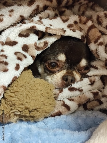 Chihuahua dog in bed. Chihuahua dog in bed