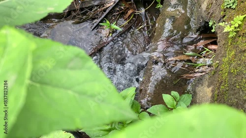 Stream flowing through green foliage