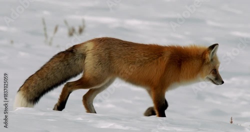 A red fox hunting in the deep snow of Yellowstone