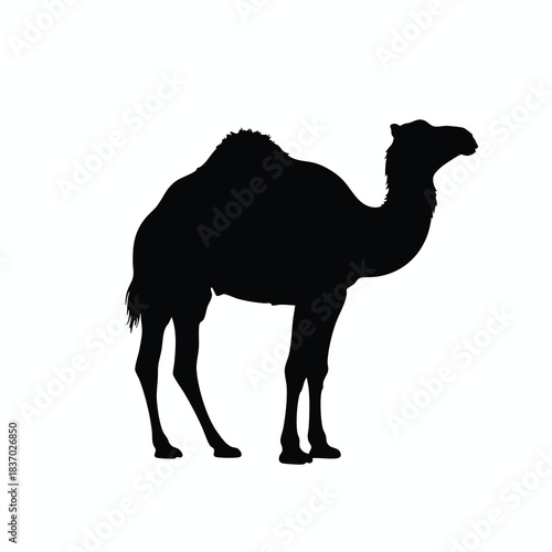 Silhouette of a Standing Camel