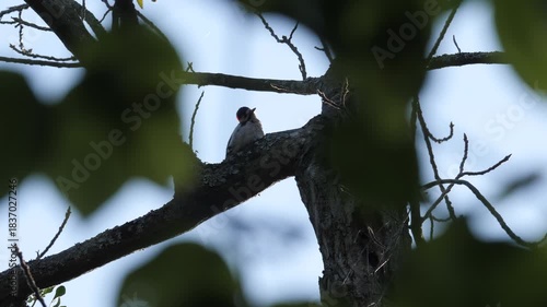 Woodpecker perched on a tree branch in soft natural light.
