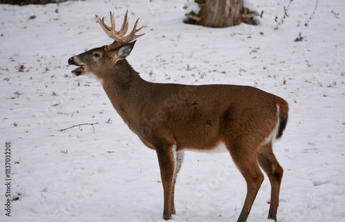 14 Point Buck in SE Michigan in December, 2025.
