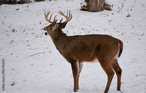 14 Point Buck in SE Michigan in December, 2025.