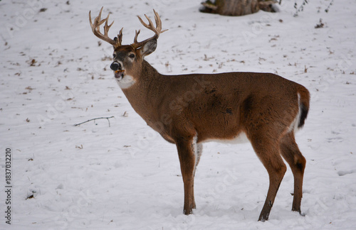 14 Point Buck in SE Michigan in December, 2025.