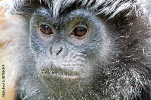 Langur de Java adulte en gros plan
