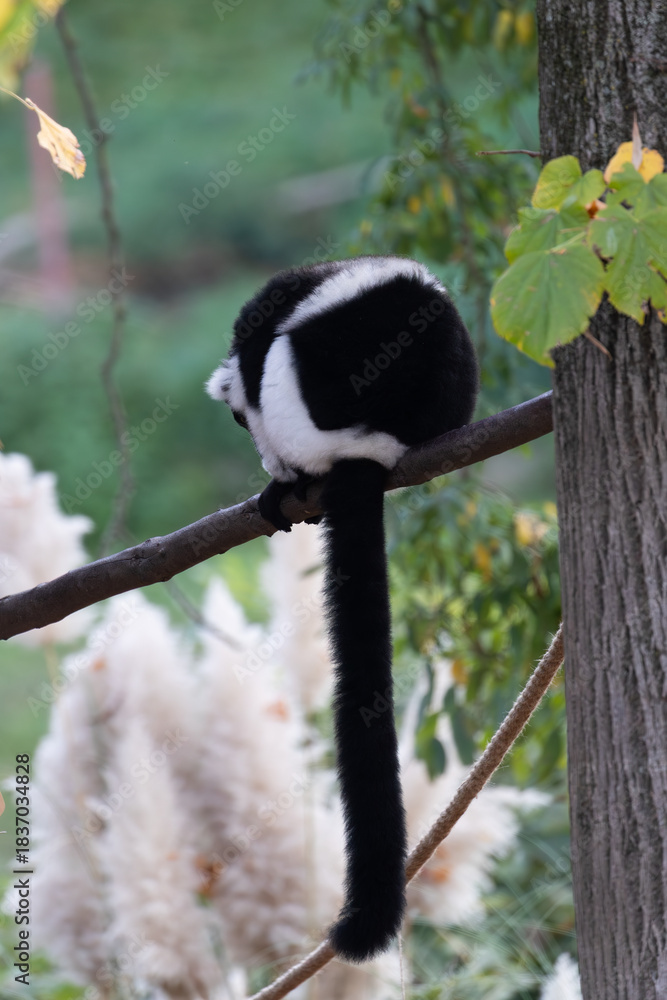 Fototapeta premium Madagascar wildlife: Black-and-white ruffed lemur perched on a tree rope.