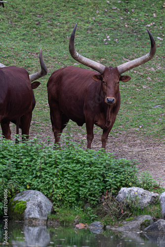 Frontal view of a red Ankole cow showing its impressive wide horns and staring at the lens.