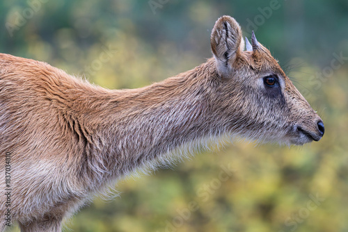 Profile view of a young antelope head with small horns against a green bokeh background.