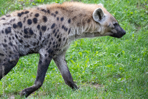 Spotted Hyena isolated against a green blurred background of grass and nature