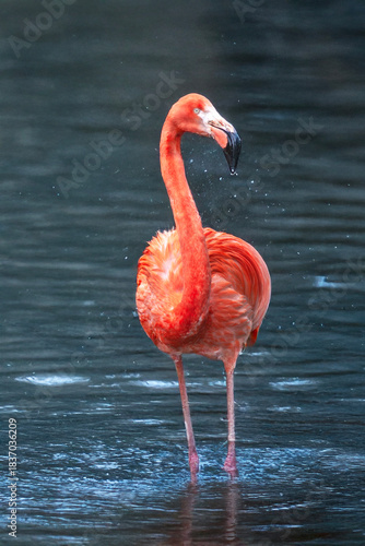 Flamant rose  dans le plan d'eau