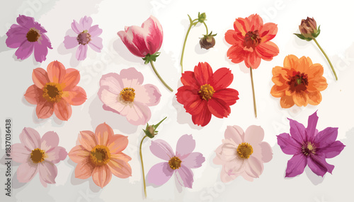 Varied, colorful flower blossom heads and stems on white