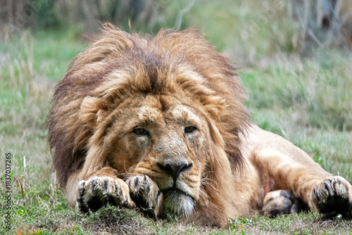 Lion d'Afrique couché dans la végétation, de face