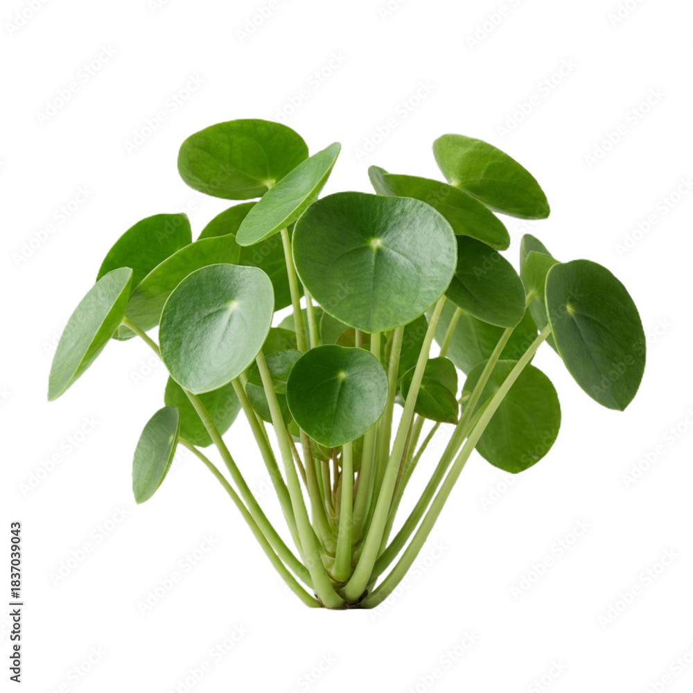 Obraz premium Chinese money plant leaf cluster with round coin-shaped blades and thick petioles isolated on transparent background, PNG