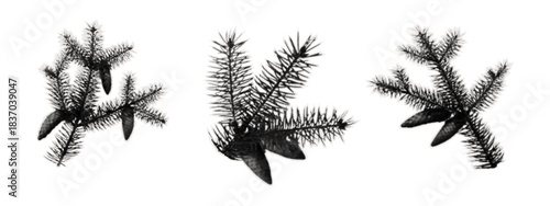 A pine branch with cone on a piece of torn paper for collage and scrapbook design. A sticker with a spruce tree, a conifer with needles and cone, cut out from a journal. Halftone vector set.