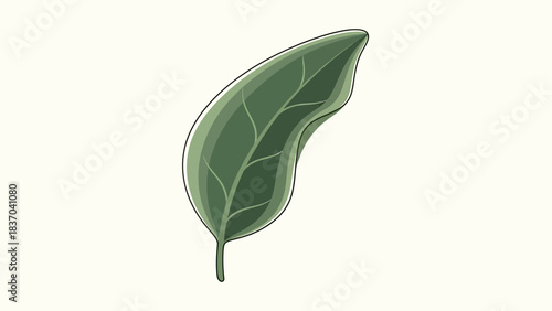 A single green leaf with visible veins and a curved shape.