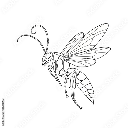 Detailed line drawing of a wasp insect isolated on white background
