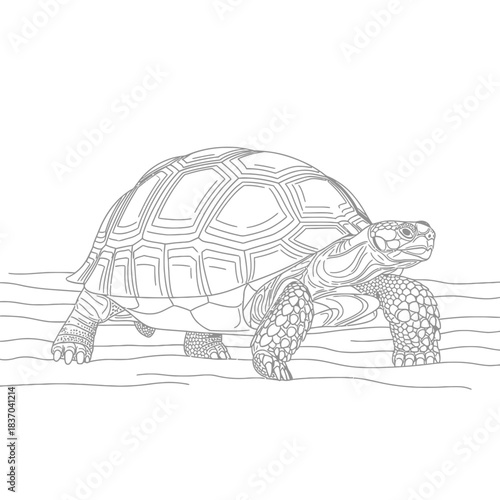 Detailed line drawing of a tortoise walking on sand isolated on white background