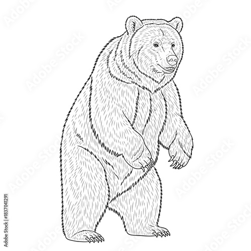 A detailed line drawing of a powerful bear standing tall on its hind legs, isolated on white