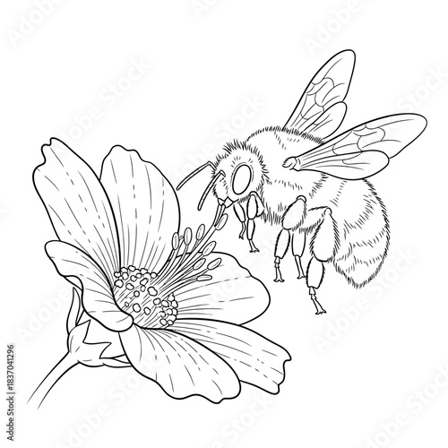 A black and white line art illustration featuring a large fuzzy bee interacting with a blooming flower