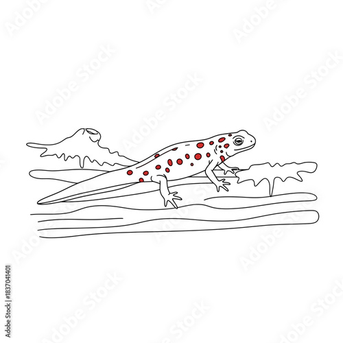 A simple line art illustration depicting a red-spotted newt standing on a log
