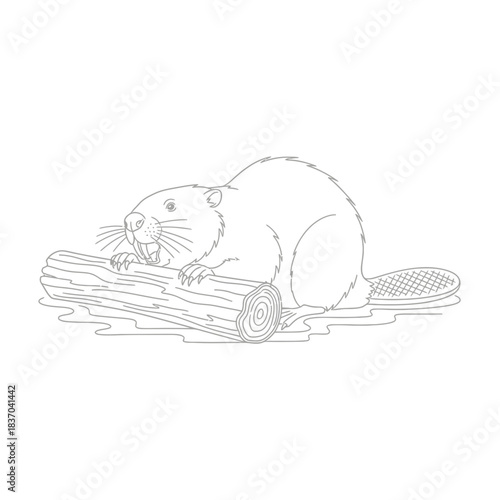 A detailed line art illustration of a beaver holding onto a freshly cut log