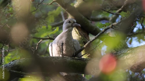 Dove resting on a tree branch surrounded by soft foliage.
