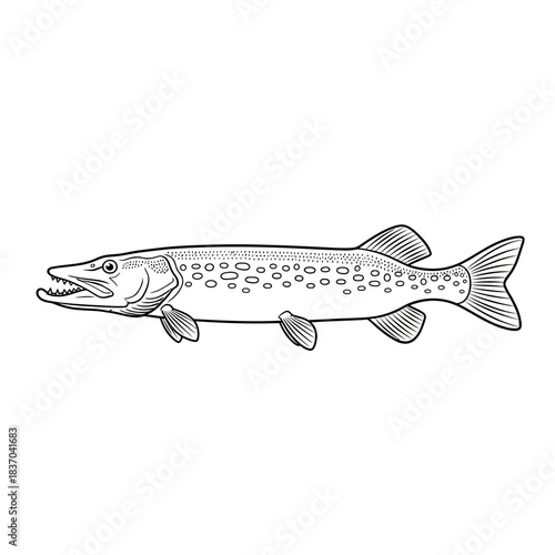 Detailed illustration of a northern pike fish in black and white line art style for coloring