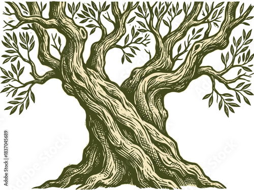 Vintage woodcut style illustration of an ancient olive tree with a thick, gnarled trunk and leafy branches.