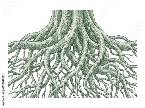 Detailed illustration of a tree's intricate root system spreading out from the trunk, depicted in a textured, engraving-like style.