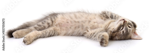 Tableau sur toile Relaxed Tabby Kitten Sleeping Isolated on White