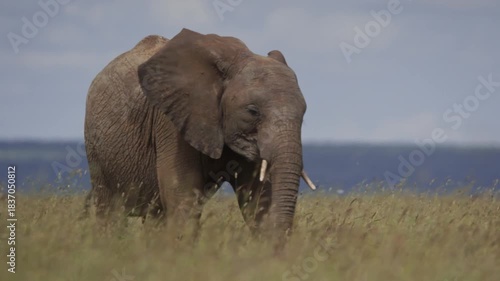 Elephant in the desert 