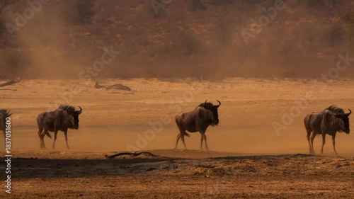 herd of wildebeest in serengeti