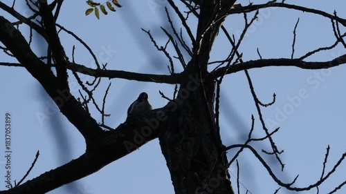 Woodpecker calling from high tree branch against clear blue sky.

