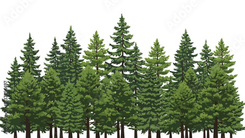 Dense forest of evergreen trees with a white background