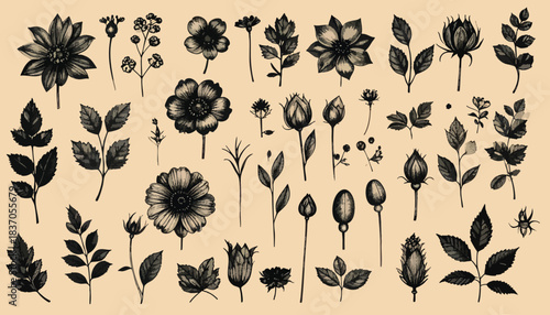 Botanical drawings of diverse grayscale flowers and leaves