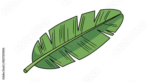 A green banana leaf with a thick central vein