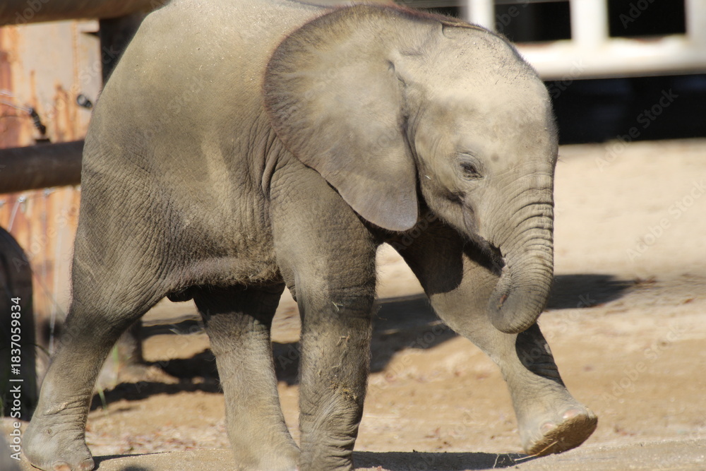 Fototapeta premium Rare African Forest Elephant Calf Walking in the Zoo