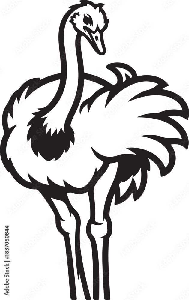 Fototapeta premium A Beautiful Ostrich Bird