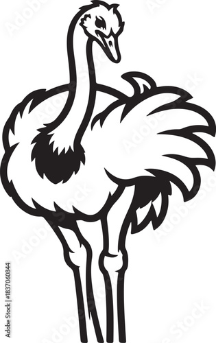 A Beautiful Ostrich Bird