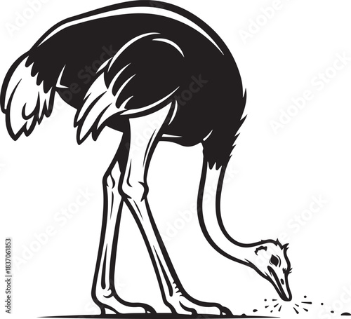 A Beautiful Ostrich Bird