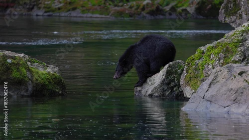 bear in water