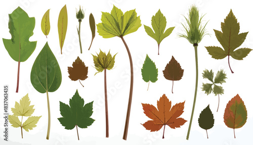 Collection of various assorted leaves and stems on white