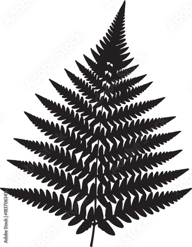 Black silhouette of a fern frond on a white background Keywords: fern, frond, leaf, plant