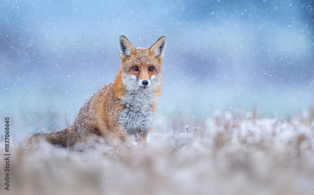 Obraz premium Red fox ( Vulpes vulpes ) in winter scenery