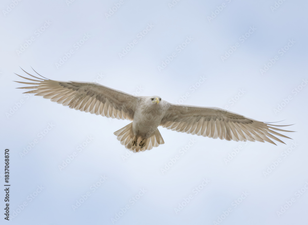 Obraz premium Albino eagle flying with wings spread wide against a clear blue sky. Freedom and wildlife concept. Majestic bird soaring high.