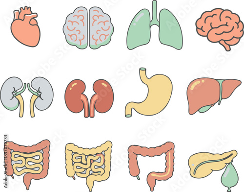 set of internal organs