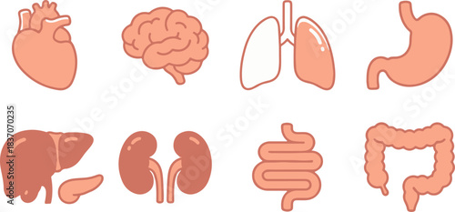 icons set of human organ
