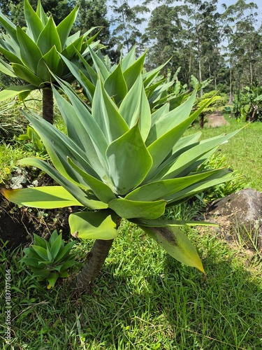 beautiful flower in the mountain