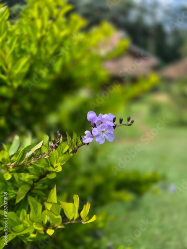 beautiful flower in the mountain