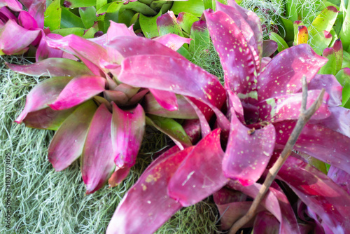 Variety plant decorate in landscaped garden,thailand